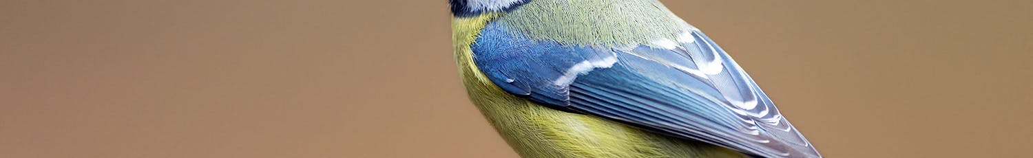 Fugl på gren Fugl på gren